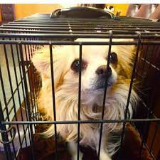 A good samaritan brought this pet into our office to scan for microchip and will be taking her directly to the humane society for tacoma and pierce county. Pet Doctor 14 Photos 50 Reviews Veterinarians 11419 Bridgeport Way Sw Lakewood Wa Phone Number