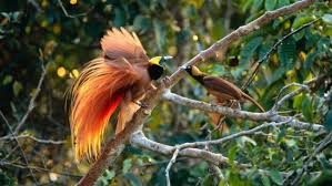 Persebaran Flora Dan Fauna Di Indonesia Flora Burung Binatang