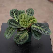Image result for maranta