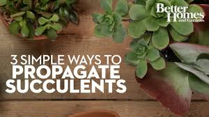 To take a leaf for propagation, just gently twist the leaf off the stem. How To Propagate Succulents Youtube