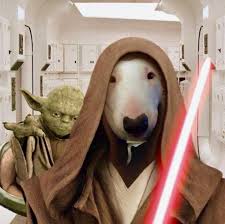 Finally Star Wars New Movie Star Wars The Last Jedi Has Premiered Bull Terrier Art Mini Bull Terriers English Bull Terriers