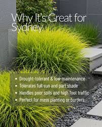 Image result for Carex cognata