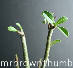 Image result for Synadenium pereskiifolium