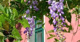 Look down the list of languages until 中文. Wisteria Information On Biology Planting And Care Order Wisteria Cultivars Here