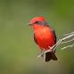 Tucson Bird Alliance: Sweetwater Wetlands Field Trip event image