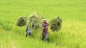 વેપાર કરારમાં કૃષી-ડેરી ક્ષેત્રે કોઈ બાંધછોડ નથી કરાઈ