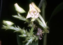 Image result for Polystachya lindblomii