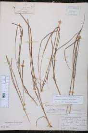 Image result for Coelorachis