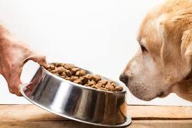 Mi Perro No Quiere Comer Y Vomita Por Que Y Que Hago