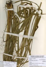 Image result for Panicum phragmitoides