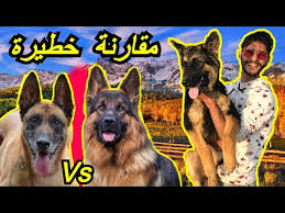 Alimente o que há de melhor. Ø£Ø®Ø·Ø± Ù…Ù‚Ø§Ø±Ù†Ø© Ø¨ÙŠÙ† Ù…Ø§Ù„ÙŠÙ†ÙˆØ§ Ø¨Ù„Ø¬ÙŠÙƒÙŠ ÙˆØ±Ø§Ø¹ÙŠ Ø£Ù„Ù…Ø§Ù†ÙŠ Malinois Vs Berger Allemand