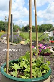 There are some similarities to optic disc coloboma with interference in the closure of the the child is diagnosed with morning glory disc anomaly and her mouth is examined. Pin By Breida With A B On Xjunkersunite Garden Junk Morning Glory Trellis Diy Morning Glory Trellis Garden Vines