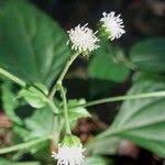 Image result for Adenostemma mauritianum