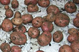 Likeable sweet potatoes grace a plate with vivid yellow and orange as well as their fine, sweet flavor. White Spots On Potatoes Lenticels Potato Stem Rot