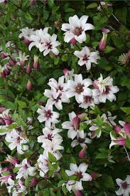 Maybe you would like to learn more about one of these? Clematis Princess Kate Clematis Waldreben Baumschule