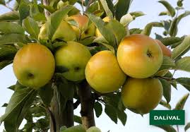 The goldrush apple is an all purpose fruit enjoyed fresh, pressed for cider, and Goldrush Delisdor Coop 38 C O V