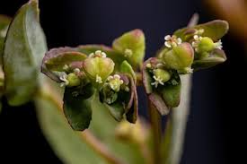 Image result for Euphorbia hyssopifolia