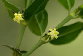 Image result for Bullockia setiflora