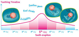 baby teething chart teething timeline teething symptoms