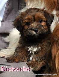 The chocolate color in the havanese is rare in that it is a genetically recessive trait. Pin By Raquel Barton Halladay On Animals And More Living Havanese Puppies Havanese Dogs Puppies