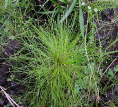 Image result for Isolepis setacea