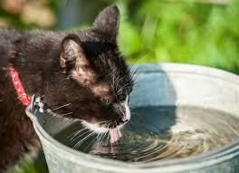 In cats, stress can cause them to stop eating. Increased Urination And Thirst In Cats Petmd
