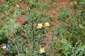 Image result for Barleria sp. D (near holubii)