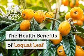We did not find results for: The Health Benefits Of Loquat Leaf