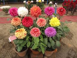 Image result for Dahlia x pinnata `Redskin`