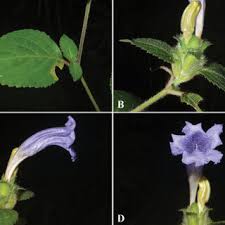 Image result for Isoglossa gregorii