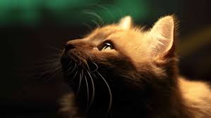 Because dogs have larger pupils than humans, they can see in the dark much better than we can. Can Cats See In The Dark The Science Of Cat Vision