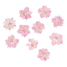 Take care not to overlap any flowers. Amazon Com Supvox 20pcs Real Dried Pressed Flowers Pink Larkspur Natural Dried Flowers For Diy Candle Resin Jewelry Pendant Crafts Making Diy Cards Art Decorations Beauty
