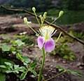 Image result for Cleome iberidella
