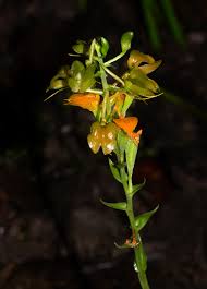 Image result for Liparis bowkeri