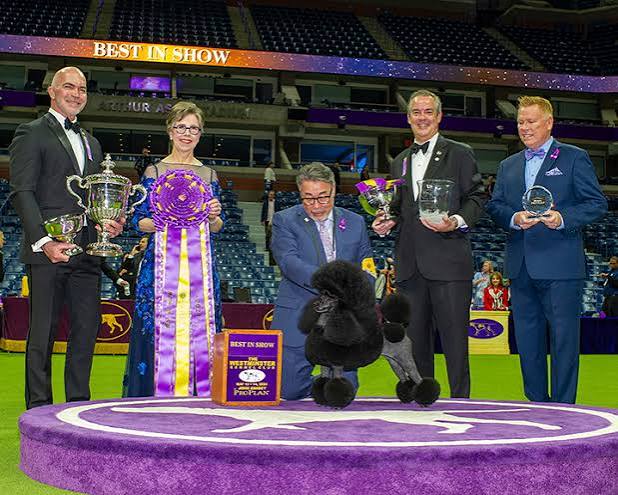 2024 Best in Show - The Westminster Kennel Club