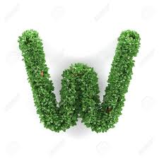 M letter whatsapp dpz | m letter dpz | m letter beautiful dpz | m letter unique. Green Leaves W Ecology Letter Alphabet Font Isolated On White Background 3d Rendering Stock Photo Picture And Royalty Free Image Image 59648281