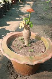 Image result for Jatropha podagrica