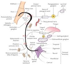 Easy Notes On Facial Nerve Learn In Just 4 Minutes