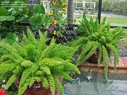 This is the plant we're focusing on today, which is characterized by thick, upright stems. Plantfiles Pictures Asparagus Foxtail Fern Myersii Asparagus Densiflorus By Katg