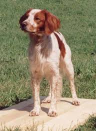 Image result for bretanský dlouhosrstý ohař