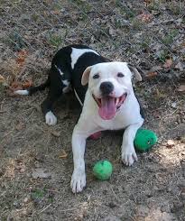 Gallery For White And Black Pitbull Dog Black Pitbull Pitbulls Pitbull Dog
