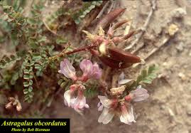 Image result for Astragalus
