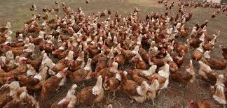 In severe cases, chickens can die within a day. Second Bird Flu Case Confirmed Stock Land Victoria