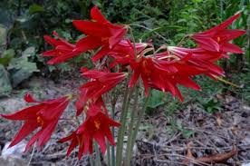 Image result for Polystachya bifida