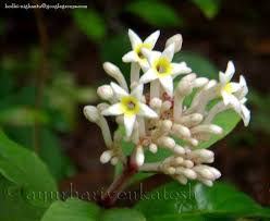 Image result for Chassalia parvifolia