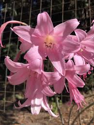 Amaryllis belladonna: Naked Lady - Under the Solano Sun - ANR Blogs