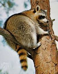 Funny how she runs off with hands full at the end. Raccoon Mammal Britannica