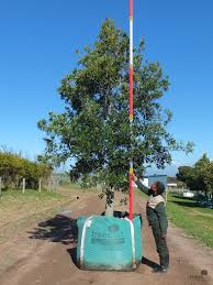 Image result for Ilex mitis