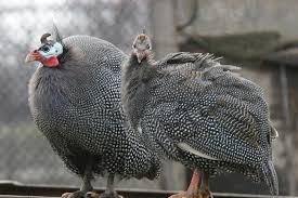 We present live score, lineups, game statistics and current table. Chickens Vs Guinea Hens How To Choose Which To Raise Know Your Chickens