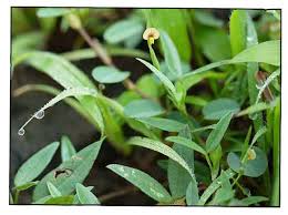 Image result for Zornia pratensis